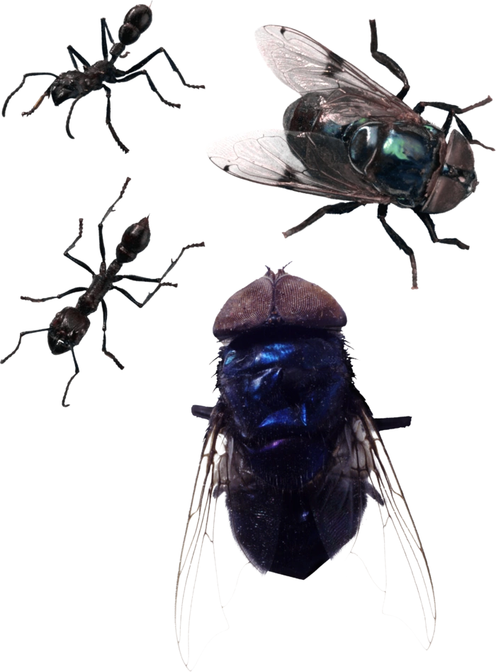 Fly PNG Transparent HD Photo,fly Background PNG