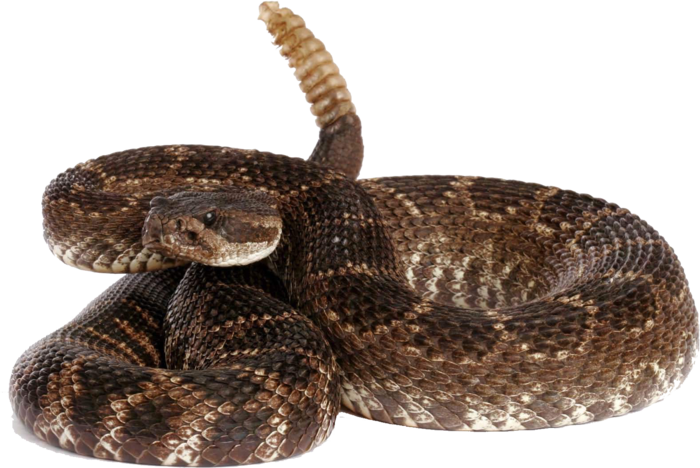 무료 방울뱀 투명 배경 이미지 PNG 다운로드,방울뱀 PNG 형식