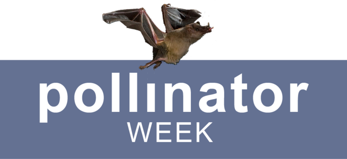 png 照片图像传粉者周活动免费下载，iphone 2 高清 png 背景图像